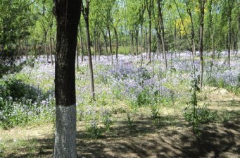 金田公園