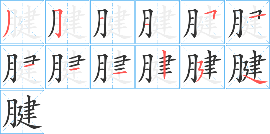 腱的筆順分步演示